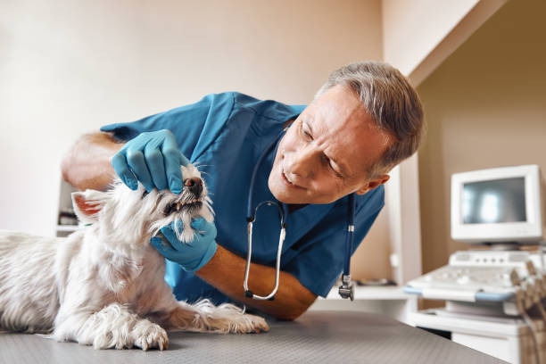 Best Emergency Dental Care for Sports Injuries in Llano Grande, TX